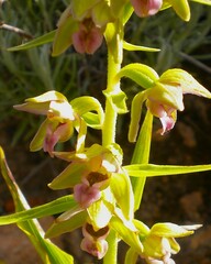 Epipactis helleborine tremolsii