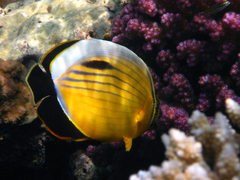Chaetodon austriacus