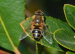 Eristalis similis