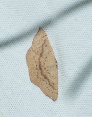 Cyclophora puppillaria