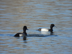 Aythya affinis