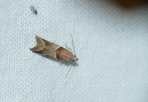 Nyctegretis lineana