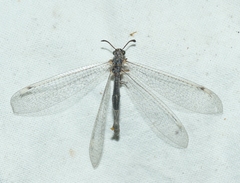 Myrmeleon inconspicuus