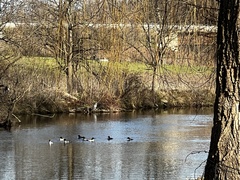 Mergus merganser americanus