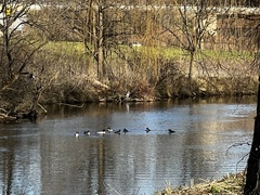 Mergus merganser americanus