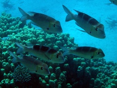 Monotaxis grandoculis