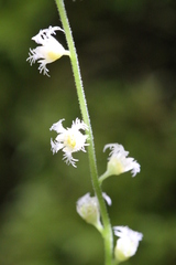 Mitella diphylla
