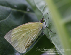 Leptophobia aripa