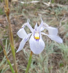 Moraea stricta