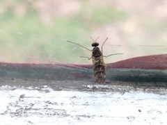 Sylvicola