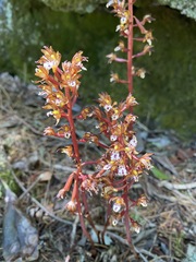 Corallorhiza maculata occidentalis
