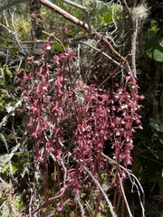 Corallorhiza maculata occidentalis