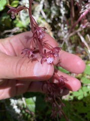 Corallorhiza maculata occidentalis