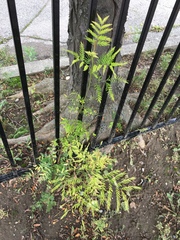 Gleditsia triacanthos inermis