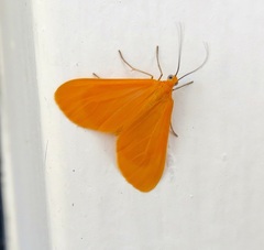 Eubaphe