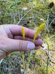 Corallorhiza maculata maculata