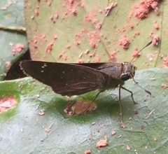 Pelopidas mathias mathias