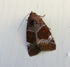 Hampsonodes