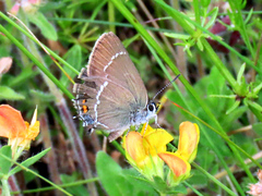 Satyrium spini