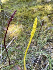 Corallorhiza maculata maculata
