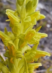 Disa cylindrica