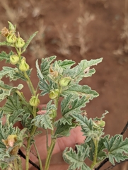 Sphaeralcea hastulata