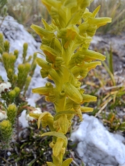 Disa cylindrica