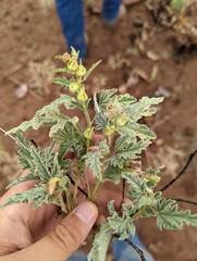 Sphaeralcea hastulata