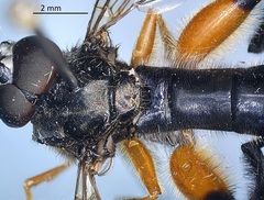 Chalcosyrphus curvaria