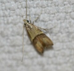 Crocanthes prasinopis