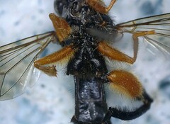 Chalcosyrphus curvaria