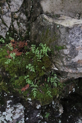 Cryptogramma stelleri