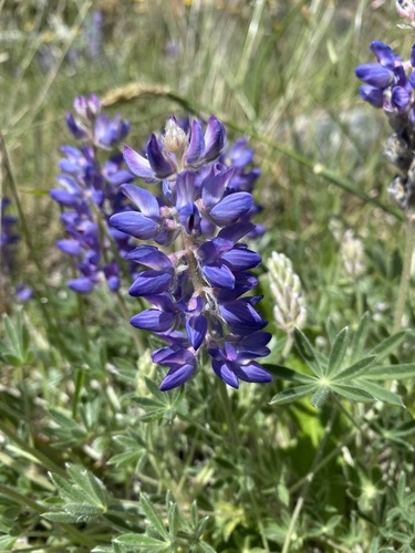 Lupinus lepidus