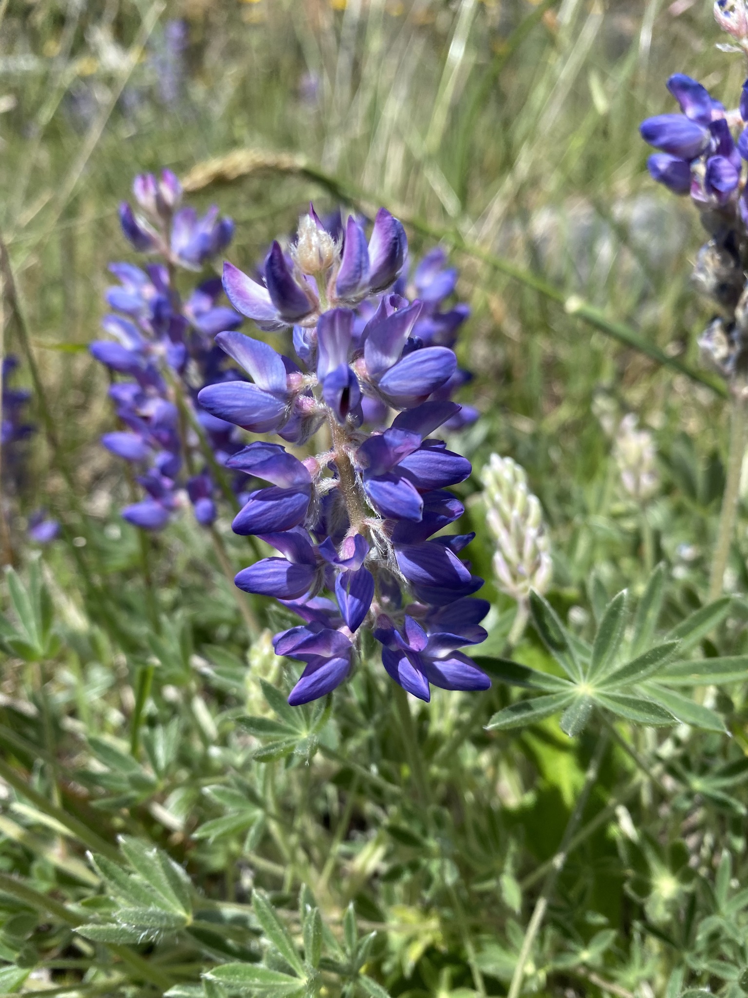 Lupinus lepidus