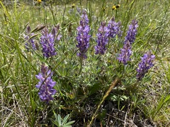 Lupinus lepidus