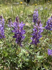 Lupinus lepidus