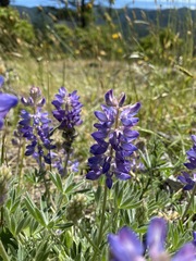 Lupinus lepidus