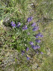 Lupinus lepidus