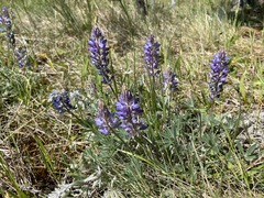Lupinus lepidus