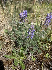 Lupinus lepidus