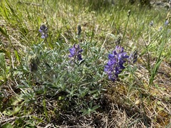Lupinus lepidus