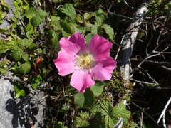 Rosa sherardii
