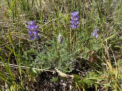 Lupinus lepidus