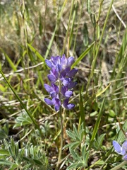 Lupinus lepidus