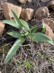 Ledebouria asperifolia