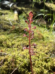 Corallorhiza maculata maculata