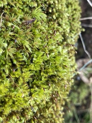 Brachytheciastrum velutinum