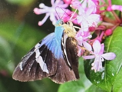 Astraptes fulgerator