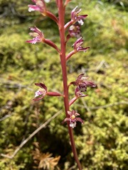 Corallorhiza maculata maculata
