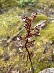 Corallorhiza maculata maculata